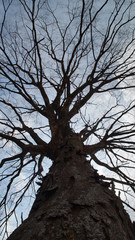 Fototapeta na wymiar look up at a big tree