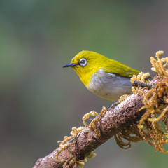 Oriental White Eye bird perched on a branch