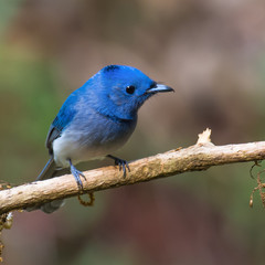 Black-naped Monarch bird perched on a branch