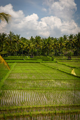 Reisfelder auf Bali