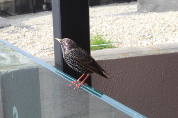 Close up side view of a Starling showing its colourful plumage perched on a glass partition