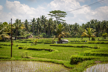 Reisfelder auf Bali
