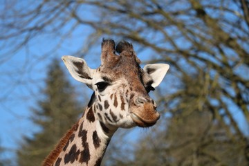 Girafe