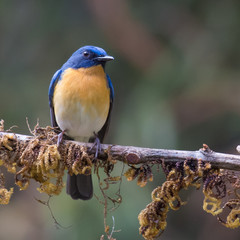 Tickell's Blue Flycatcher perched on a tree