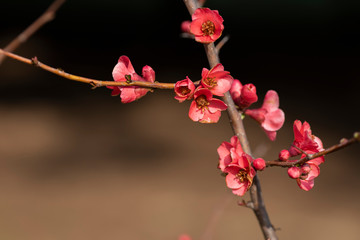 Red Flower