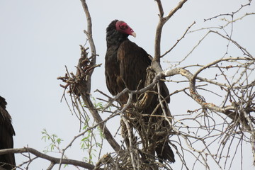 birds Joshua Tree National Park USA