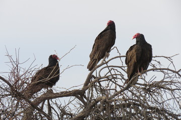 birds Joshua Tree National Park USA