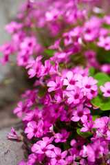Fototapeta na wymiar blossoming clover closeup