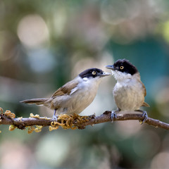 Dark fronted babblers perched on a branch
