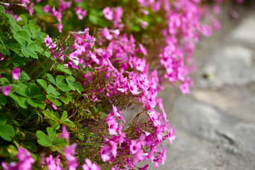 Fototapeta premium blossoming clover closeup