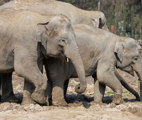 Elephant Family