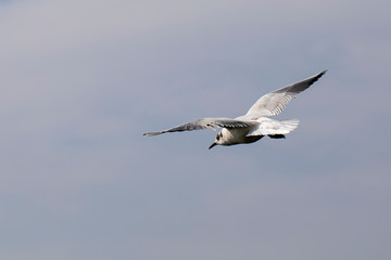 Seagull