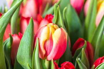 Closeup of tulip, macro flower, background