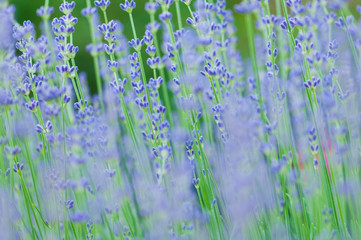 Lavender angustifolia, lavandula blossom in herb garden