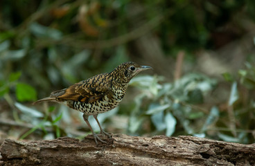 White's Thrush (Zoothera aurea), Beautiful bird in Thailand.
