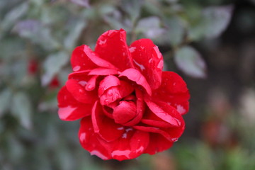 red rose in garden