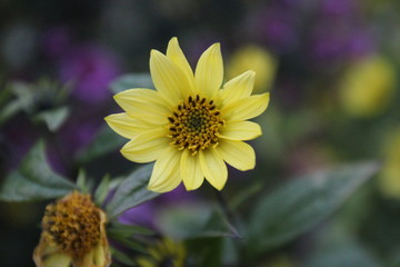 yellow flower on a green background of blue sky