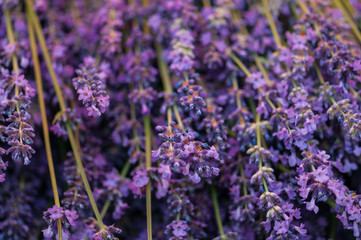 Lavender angustifolia, lavandula blossom in herb garden harvest cuted