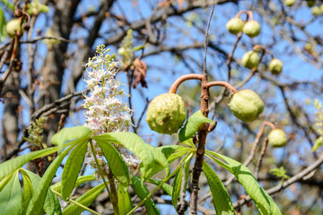Flowers and fruits of chestnut in one photo. Natural anomaly. 