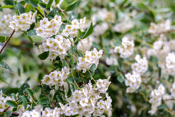 Spring flowers in the rain. Blooming spring. 