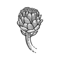 Artichoke plant sketch engraving vector illustration. Scratch board style imitation. Black and white hand drawn image.