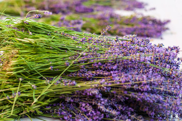 Lavender angustifolia, lavandula blossom in herb garden harvest cuted