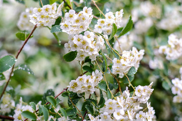 Spring flowers in the rain. Blooming spring. 