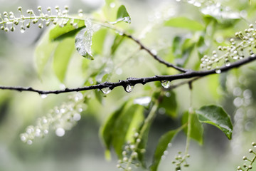 Spring flowers in the rain. Blooming spring. 
