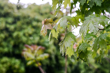 Spring flowers in the rain. Blooming spring. 