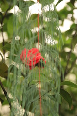red poppy in a field