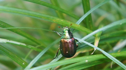 Anomala rufocuprea Scarab