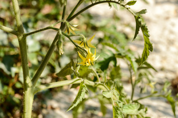 Tomato seedlings in Teplice. Green juicy plants 