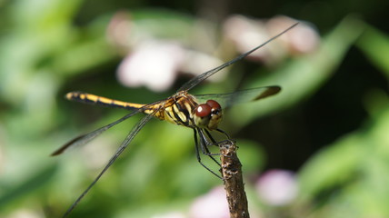 resting the Dragonfly