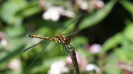 resting the Dragonfly