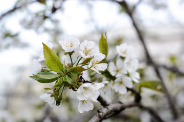 Obraz premium Spring flowers in the rain. Blooming spring. 