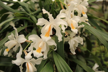 Obraz premium white flowers in the garden