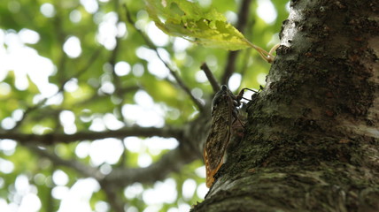Obraz premium cicada rest tree insect