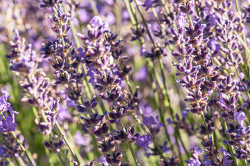 Fototapeta premium Lavender angustifolia, lavandula blossom in herb garden in evning sunlight, sunset