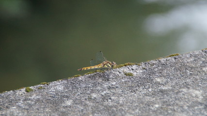 resting the Dragonfly