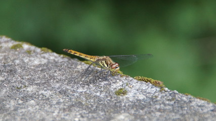 resting the Dragonfly