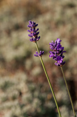 Lavender angustifolia, lavandula blossom in herb garden in late autumn