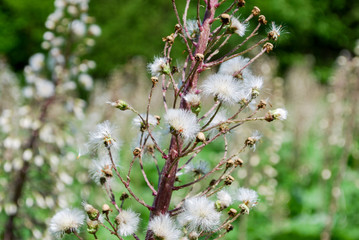Wind pollinated plant closeup.