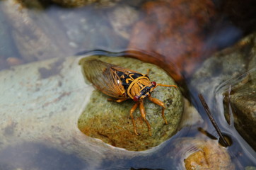 cicada fall into the water