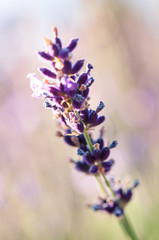 Artistic Lavender angustifolia, lavandula blossom in herb garden in evening sunlight, sunset