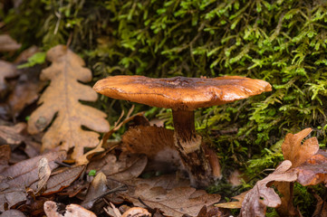 Mushroom, oak leaves, and moss. - A mushroom grows in an Oak forest in the Pacific Northwest. Oregon.