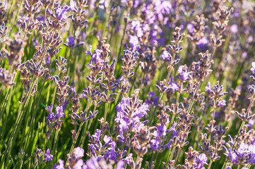Lavender angustifolia, lavandula blossom in herb garden in morning sunlight