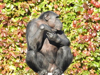 chimpanzee monkey