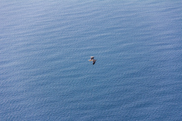 A seagull flying over the mediterranean sea, in Calpe, Spain