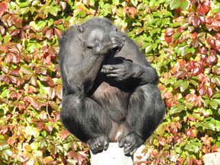 chimpanzee monkey