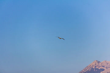 A seagull flying over the mediterranean sea, in Calpe, Spain